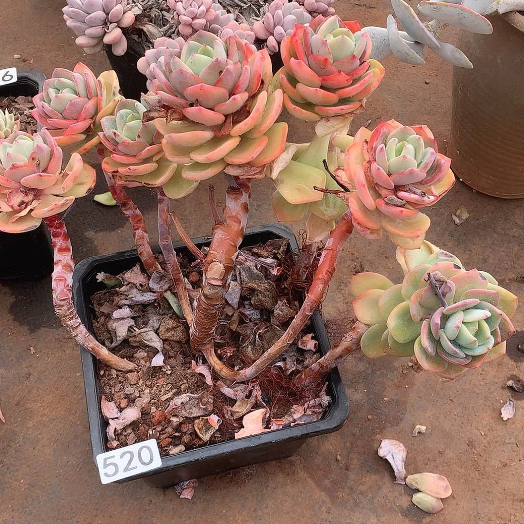 520 一物一拍多肉