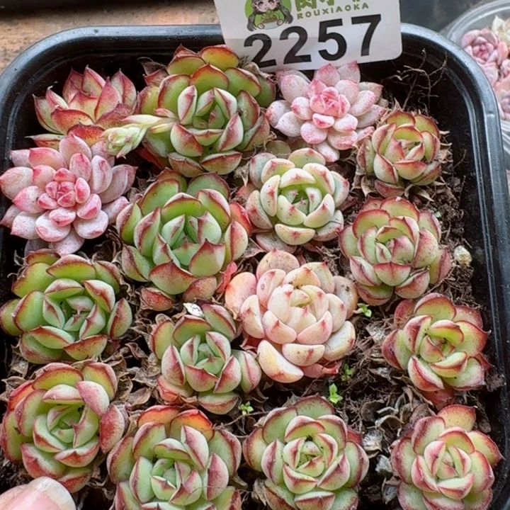 多肉植物多肉植物