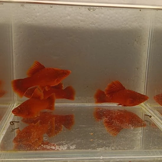 红剑鱼六****0高鳍红剑观赏鱼