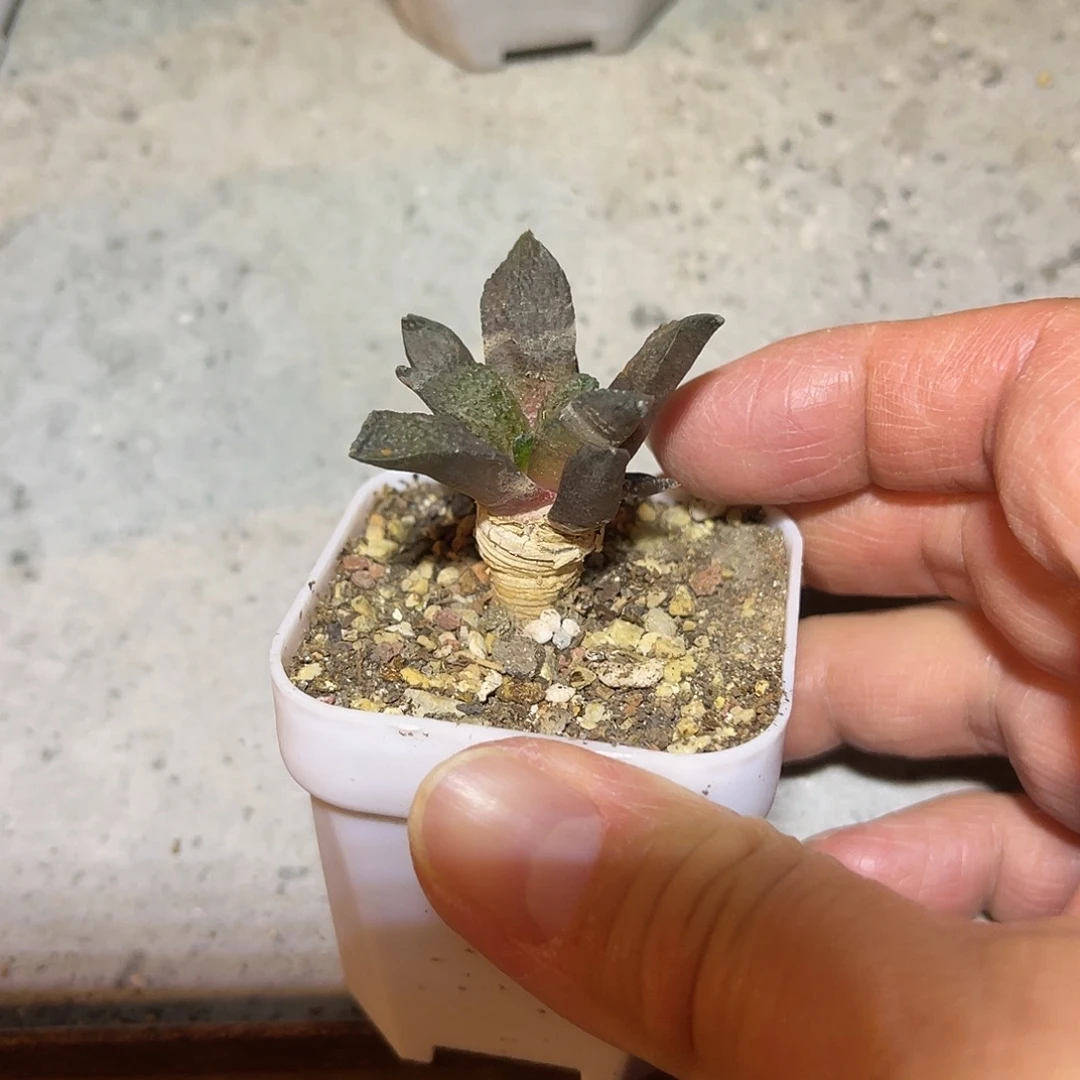 实生牡丹一物一拍