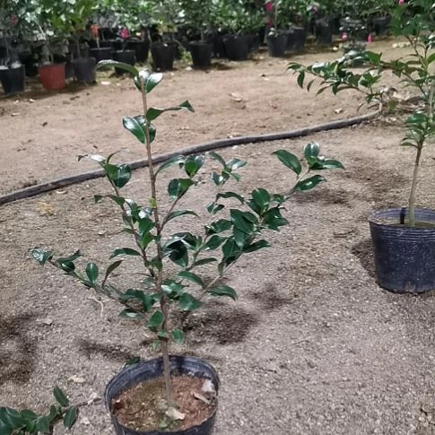 完全开放老吉园艺 上羽飞鸟