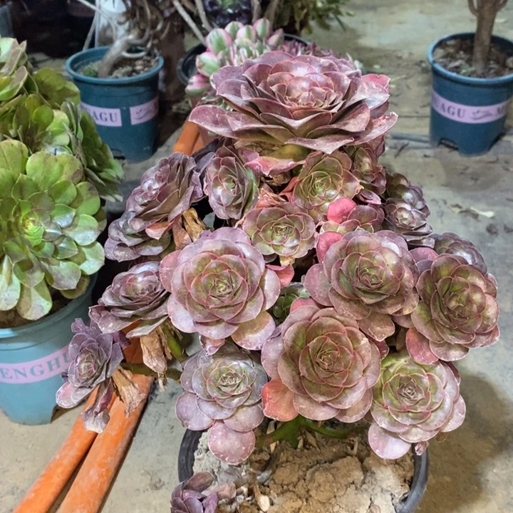 魅金玫瑰多肉植物26。
