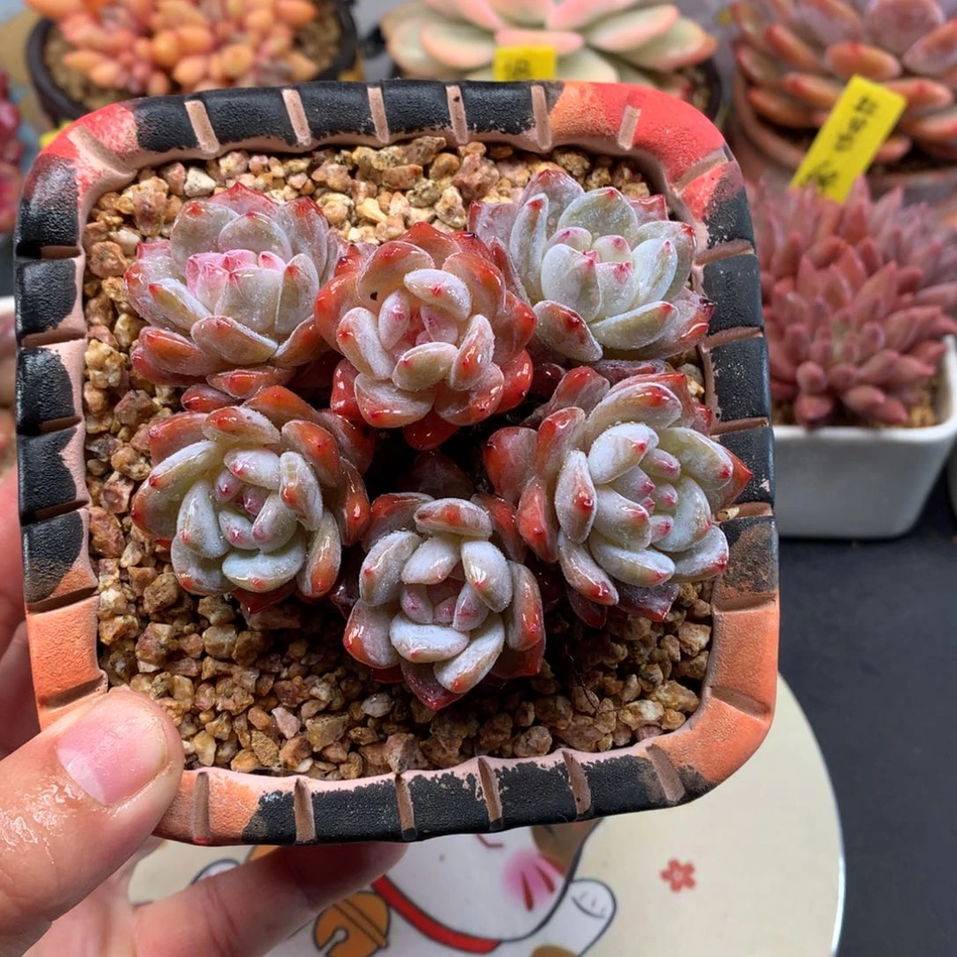 我们家的小仙女们