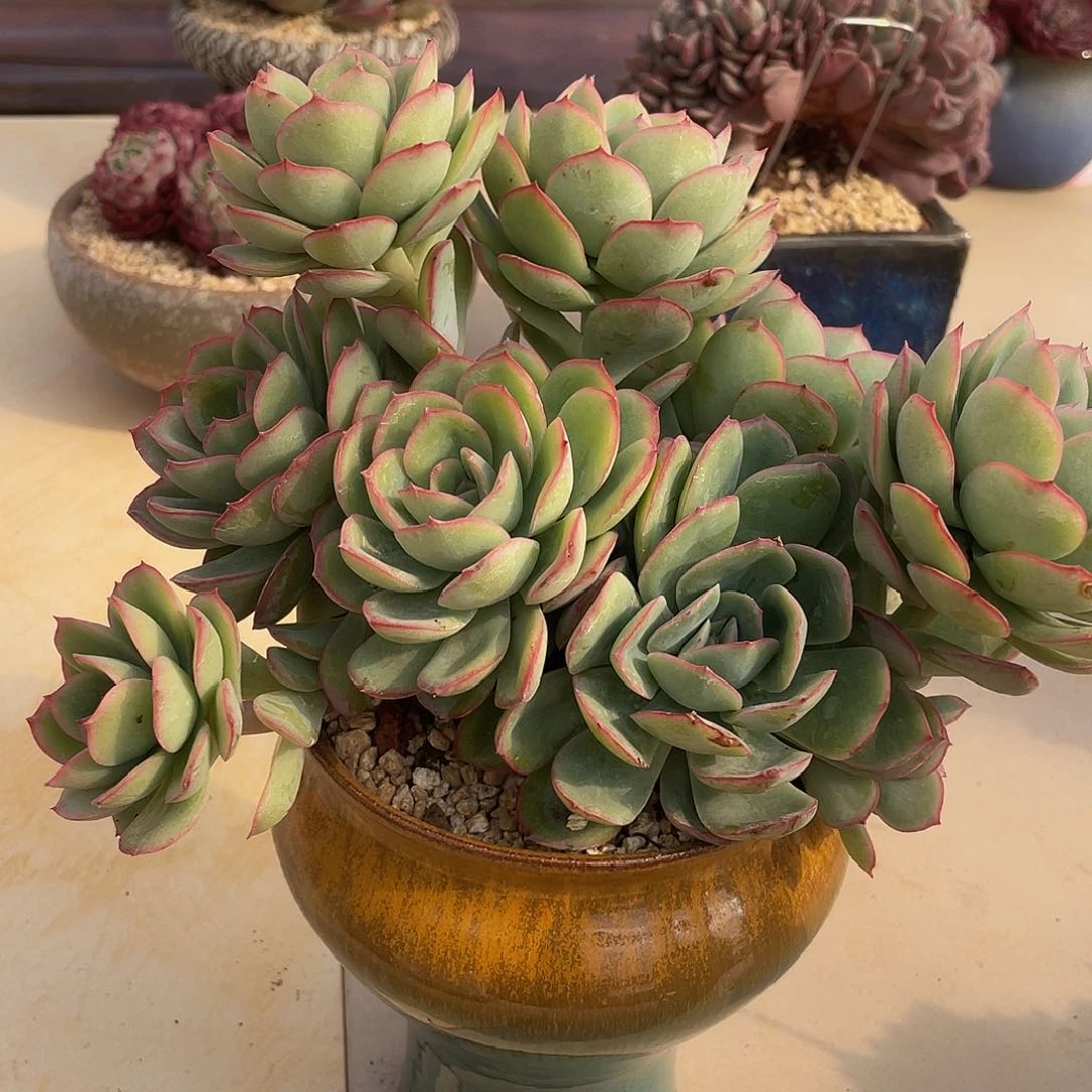 星****亮晨露有砍多肉多肉多肉