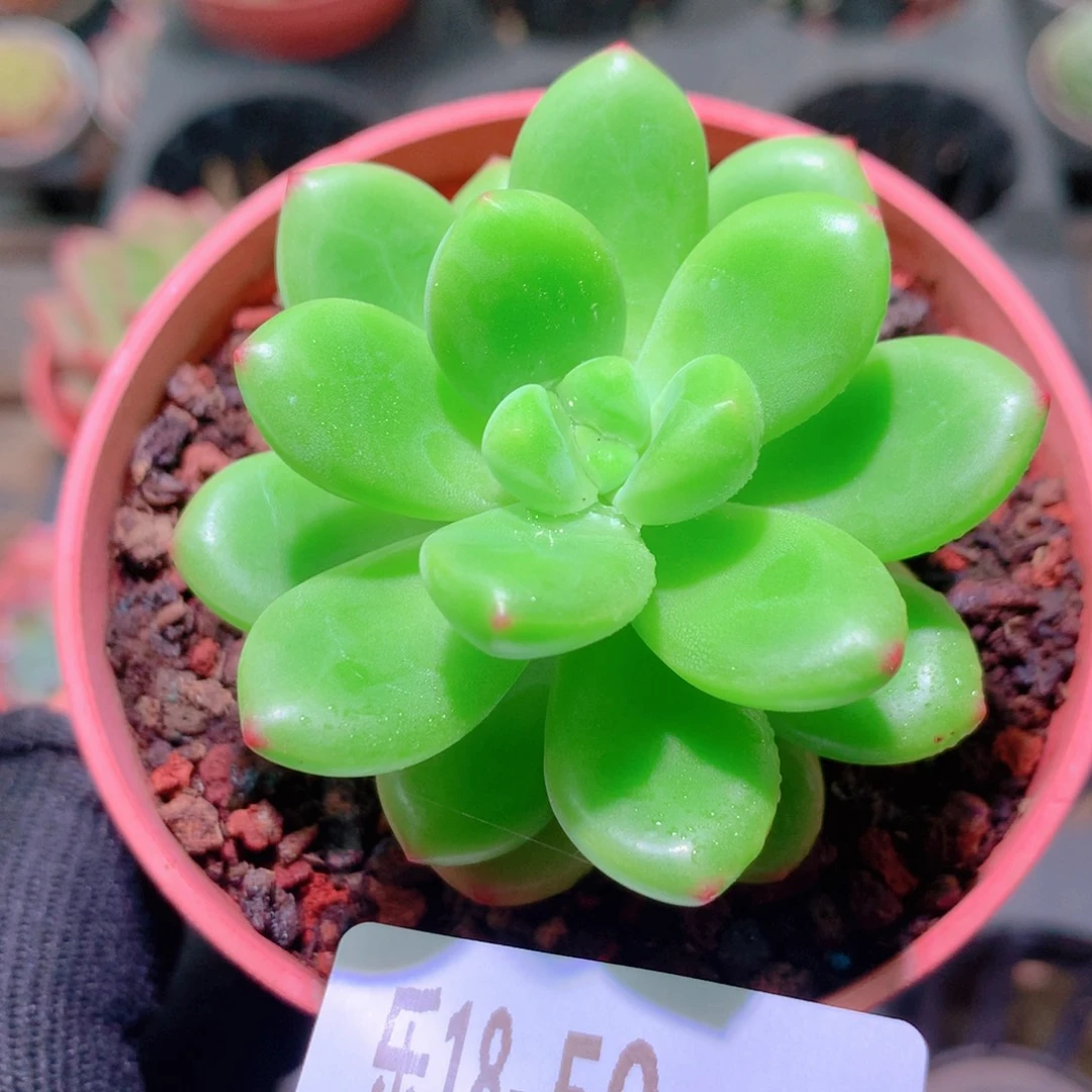 乐然18-50 香格里拉