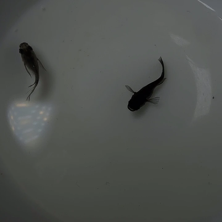 青鳉鱼21号拍品黑球球