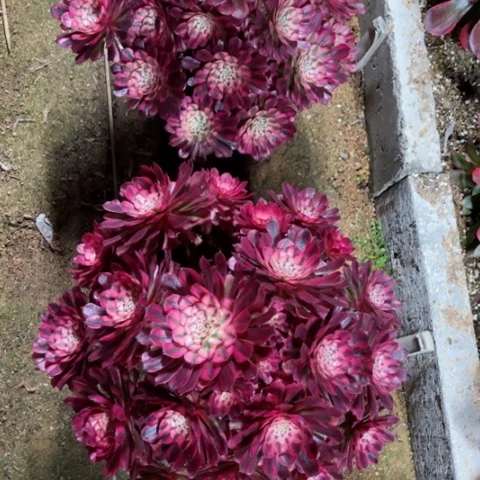 多肉植物红铜白锦，