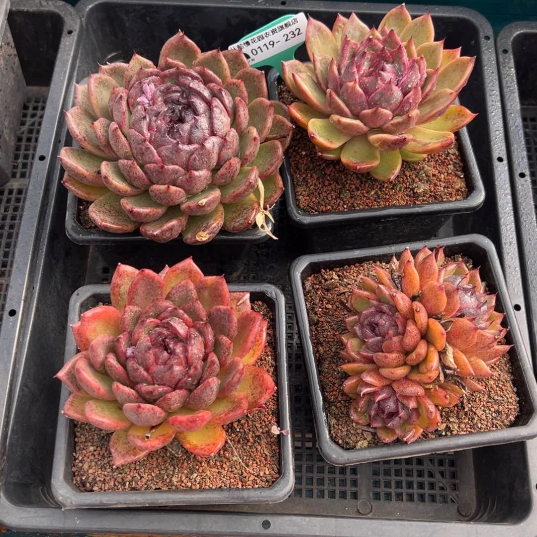 从前慢多肉精选编号0119.232