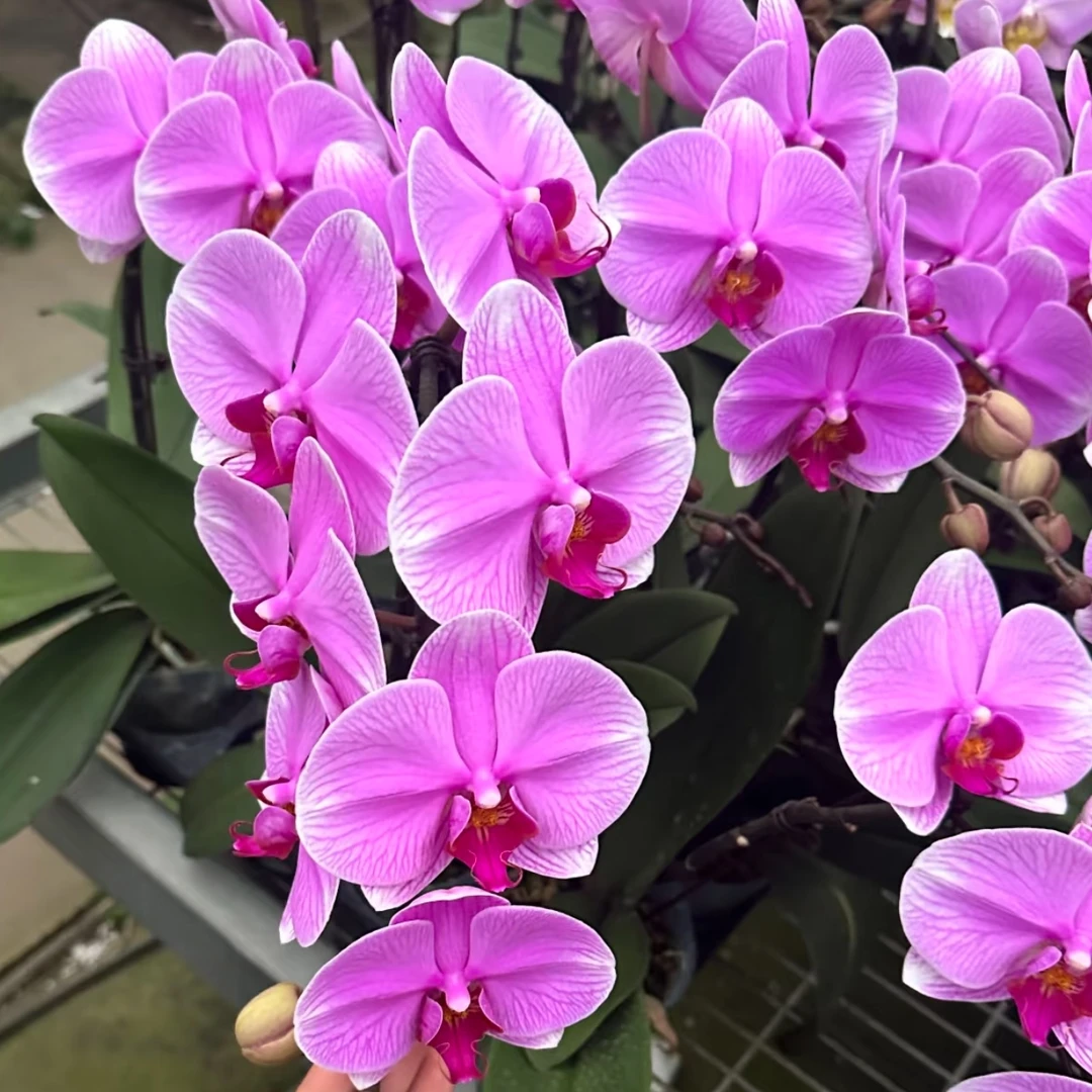 海洋之心蝴蝶兰 年宵花盆栽花卉多年生室内阳台易养护爆花强