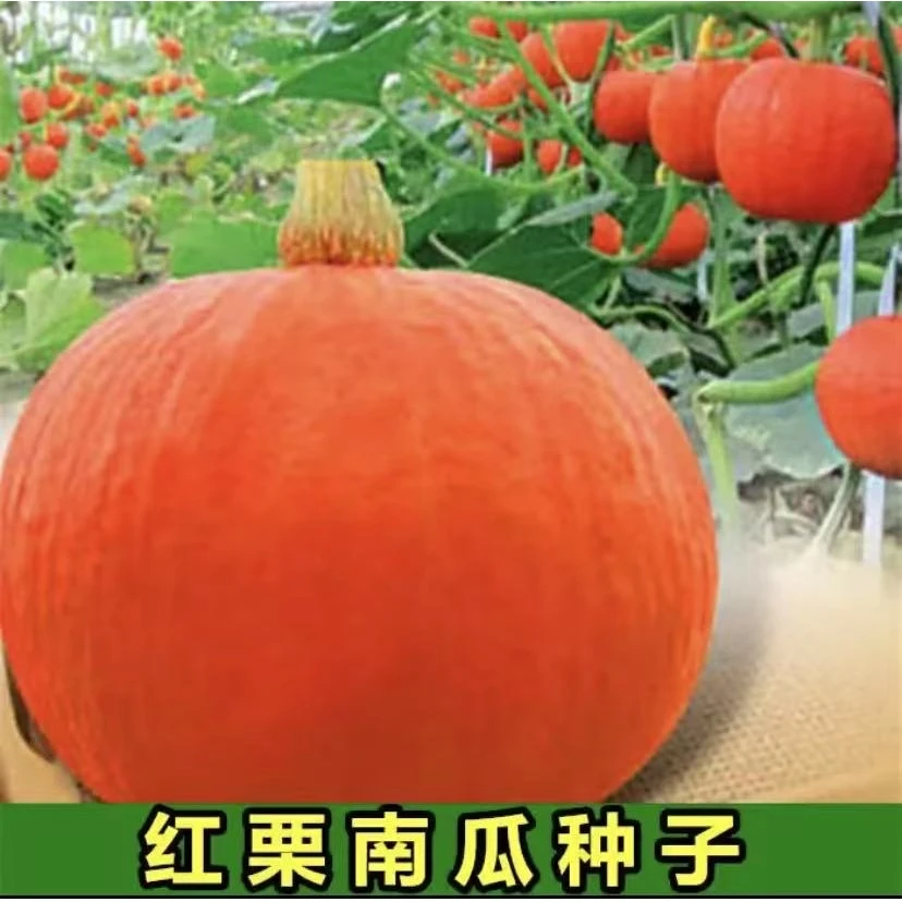 红板栗南瓜种子四季种植盆栽阳台