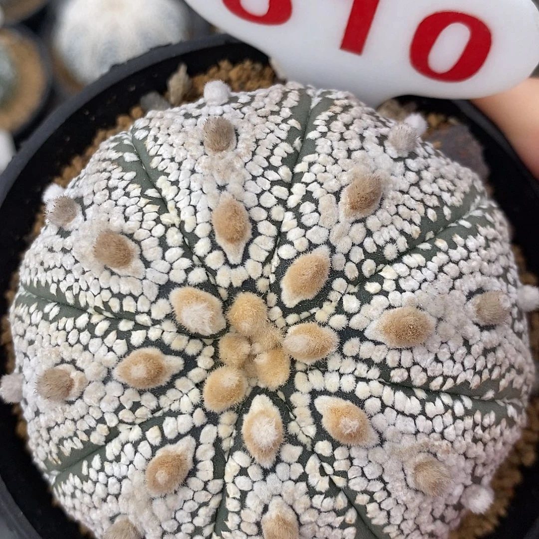 610奇迹兜系列产品