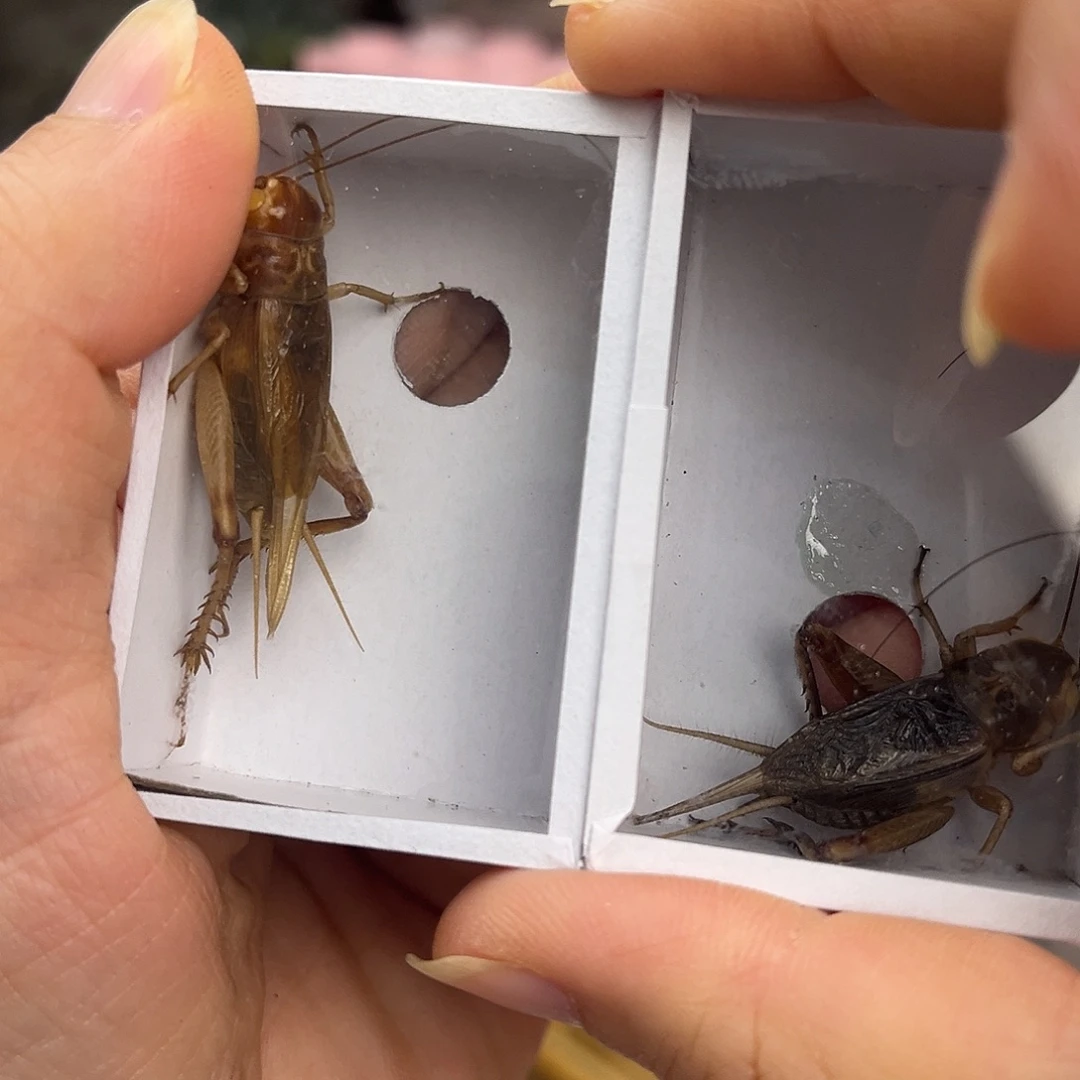 1北京虫1冰糖子哈哈哈