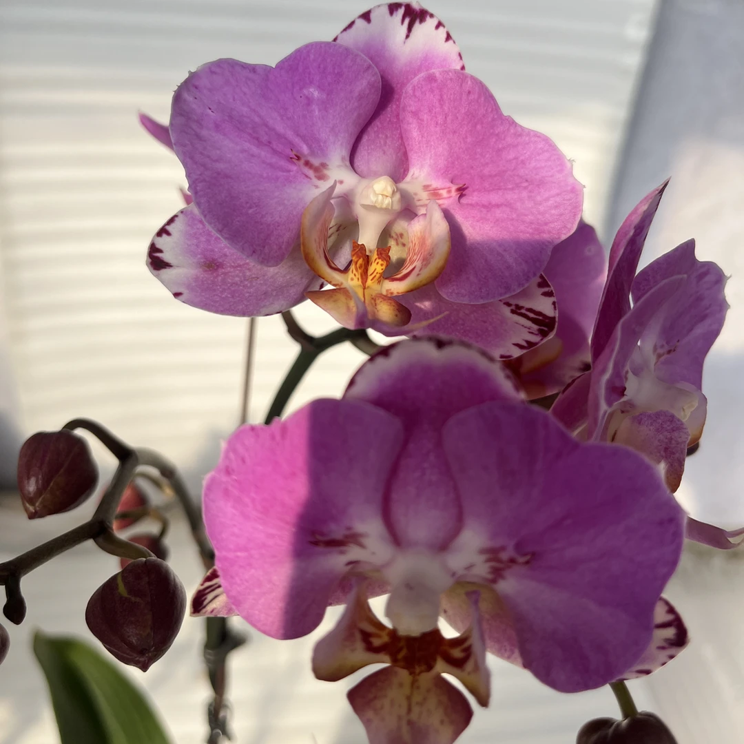 渟叙【瑕疵蝙蝠侠】3.5寸 带花带花苞