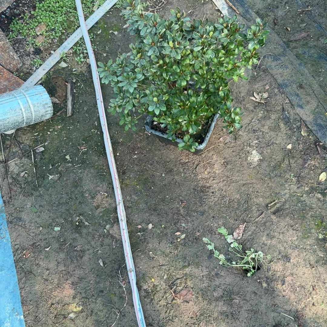 花***飘完全开放唐狮子杜鹃