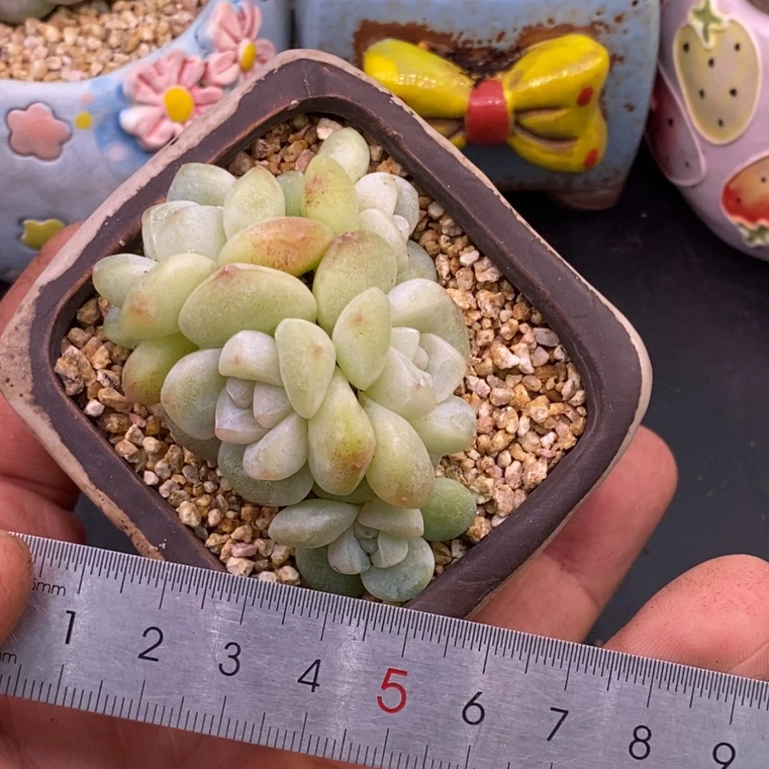 83丸叶冰玉，白底5头，