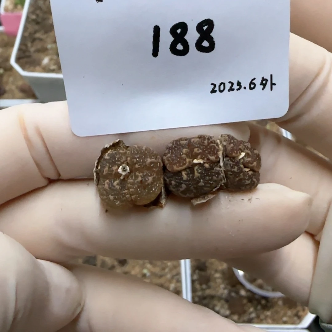 收****?多肉多肉多肉6.3-188