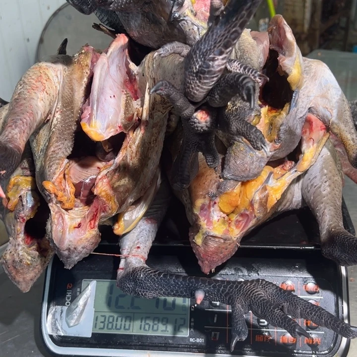 一号母鸡➕公鸡食用农产品中国大陆大****形