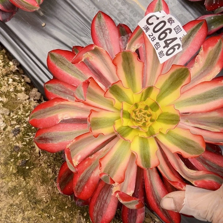 0646多肉植物法师法师