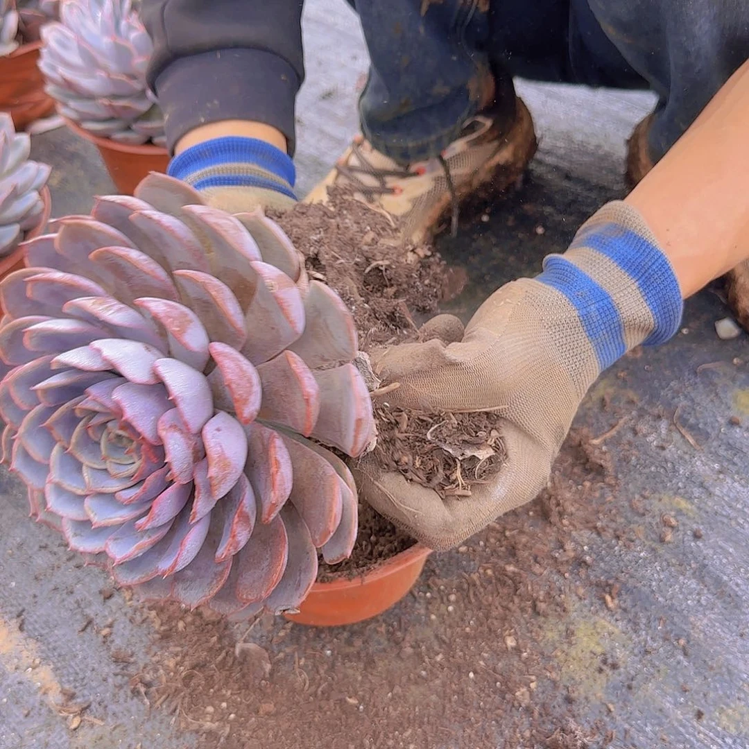 盆栽菲欧娜多肉9.99