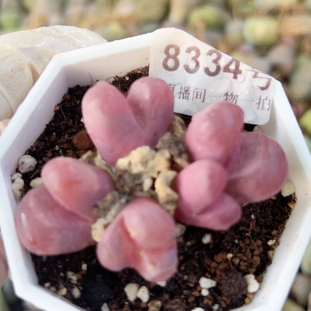8334 好养易活生石花大母本