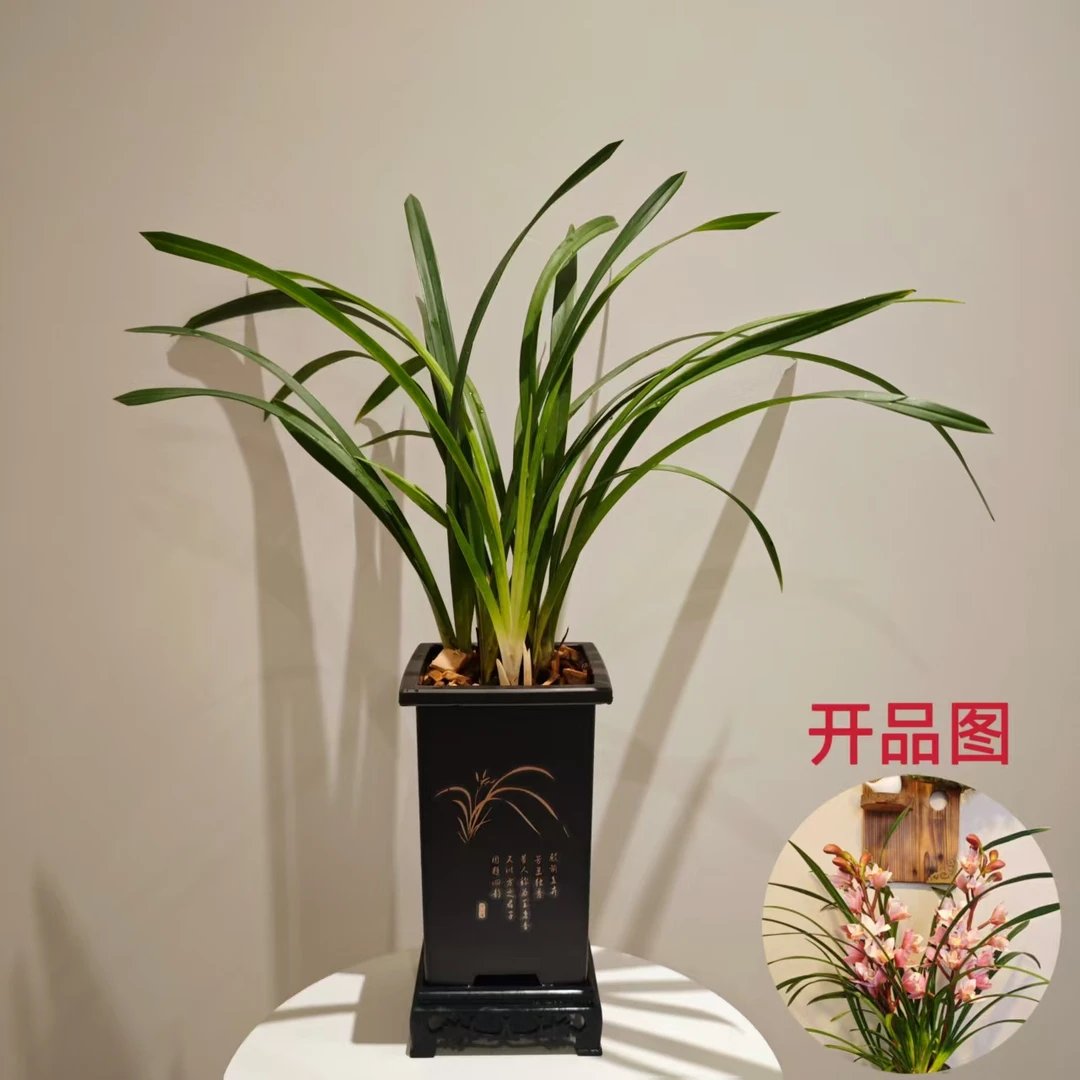 4苗发货）香妃中国红兰花大红樱花红宝石开花香桌面绿植盆景花卉