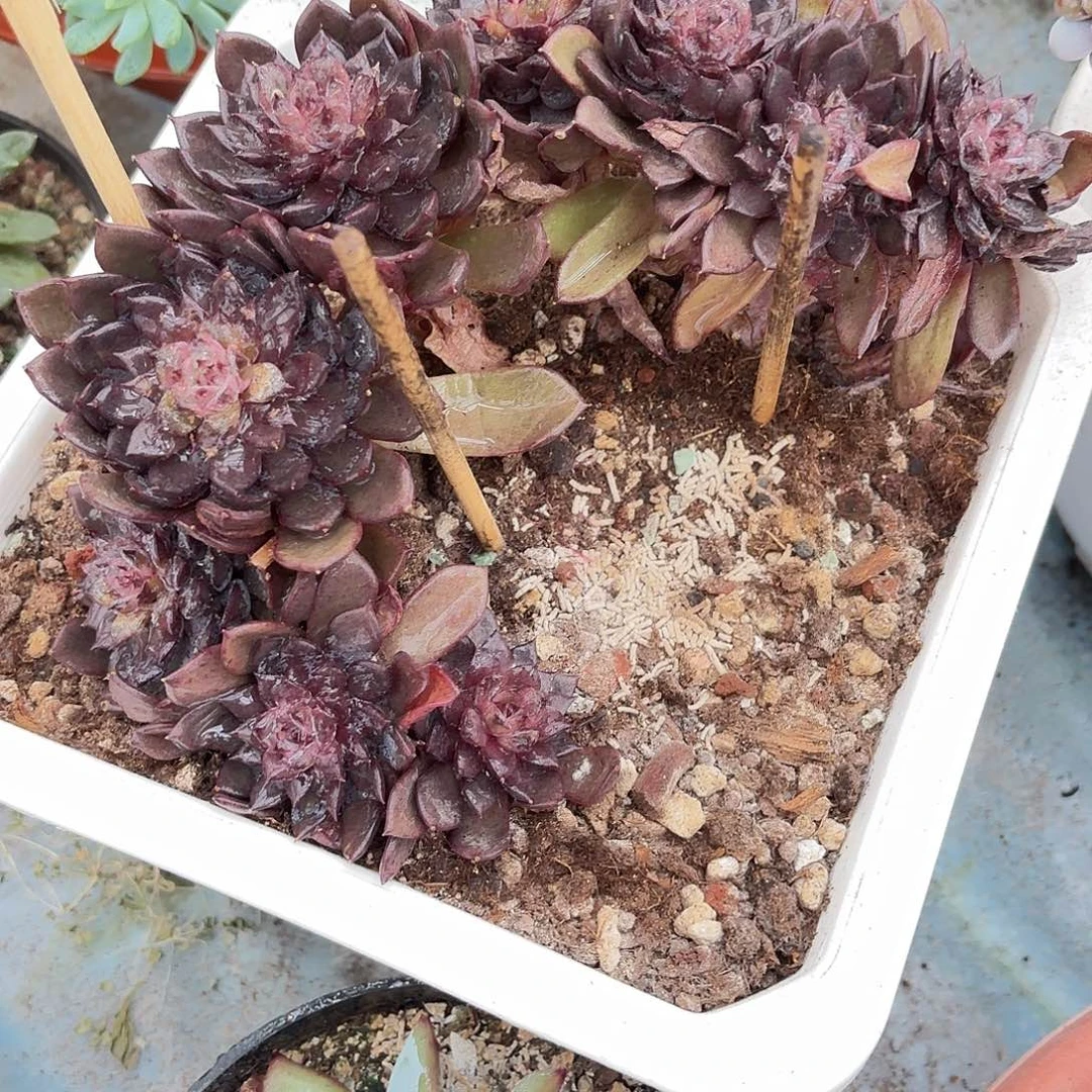 多肉植物啦啦啦啦