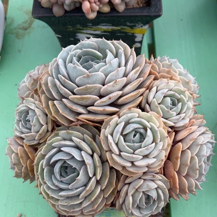 劳拉 22公分 不带盆