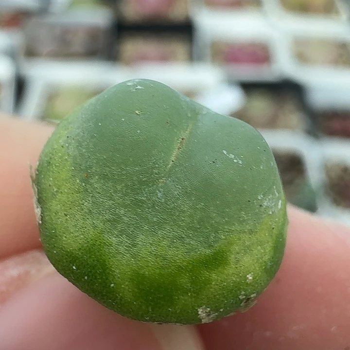 老马生石花1.5拉登2543