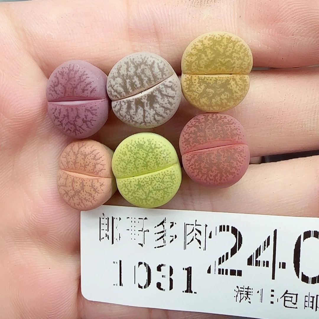 小***运满满18包邮1031-240