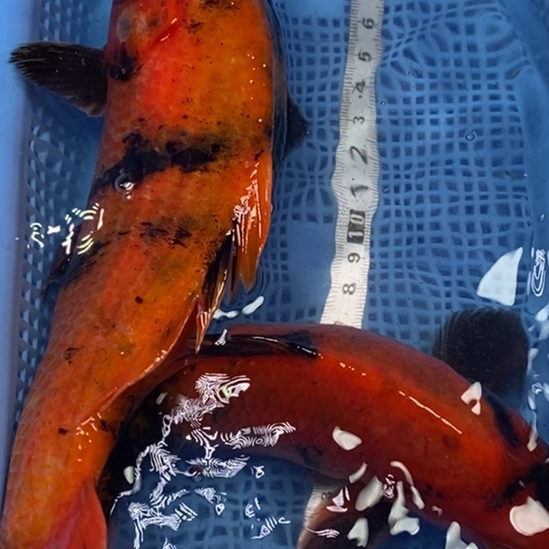 锦鲤冷水锦鲤包邮