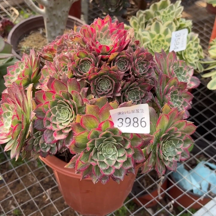 莲花座多肉法师3986