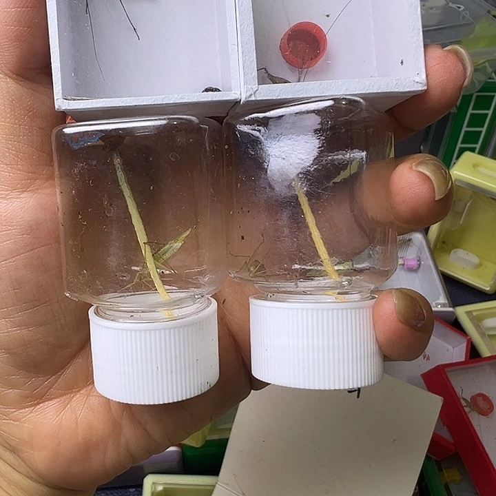 老***刁蟋蟀哈哈哈哈哈哈哈哈哈哈