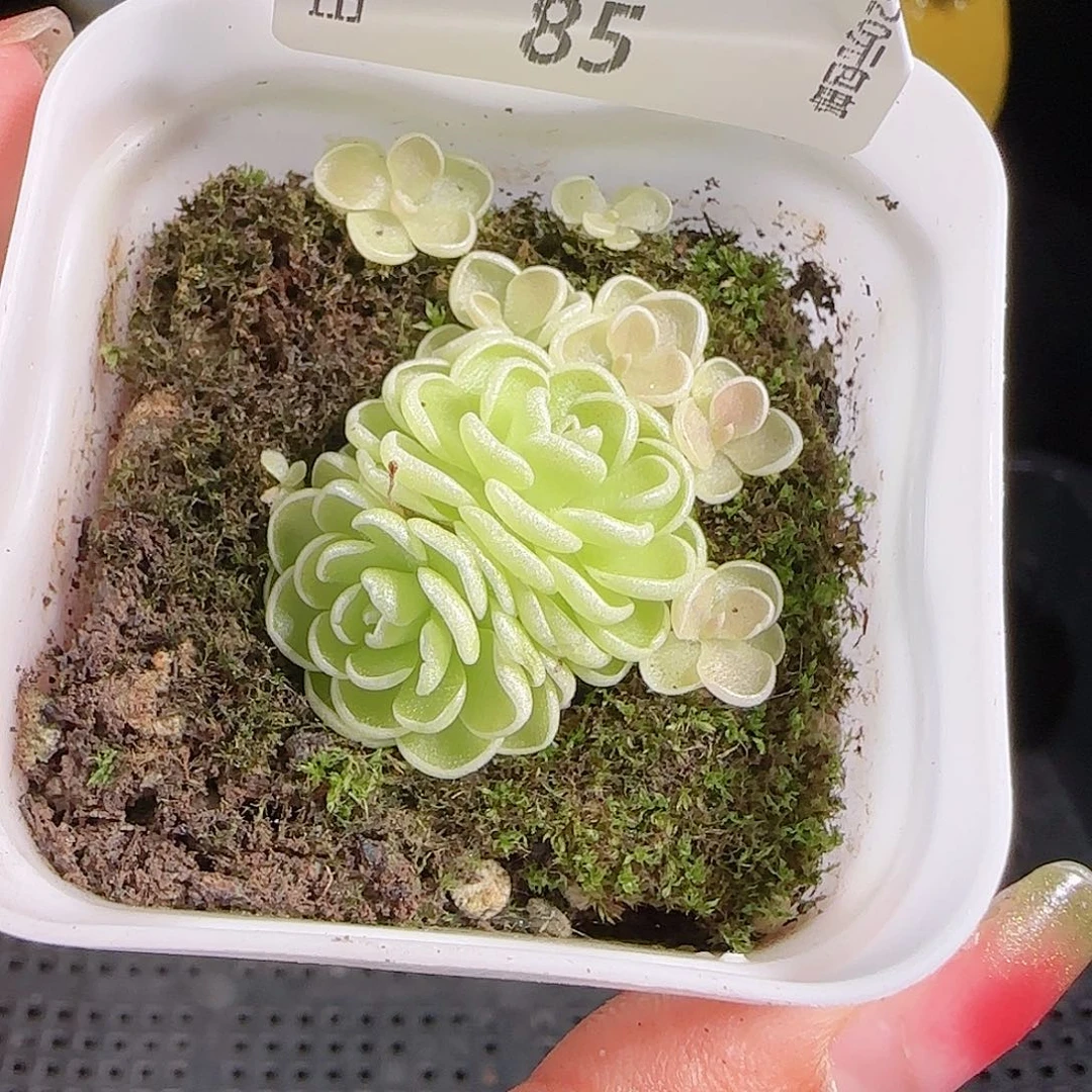 0927-85爱丽丝优选不包整