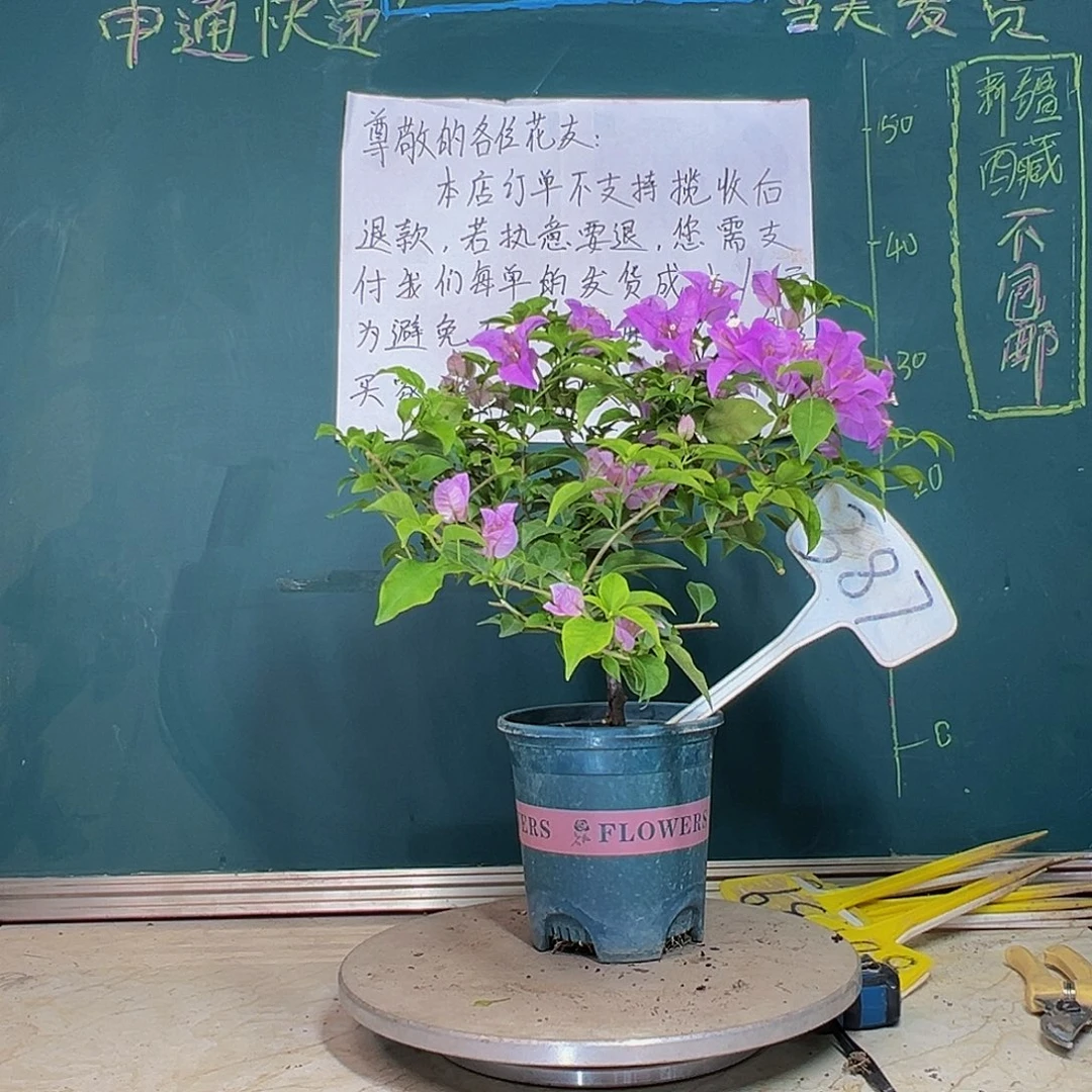 当前无花栽培后可以开花巴西紫  387