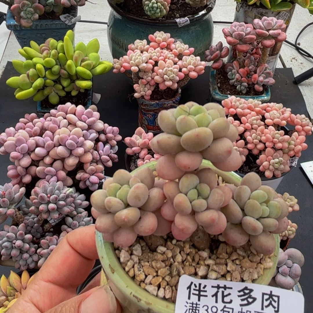 1850洛可可5cm多肉