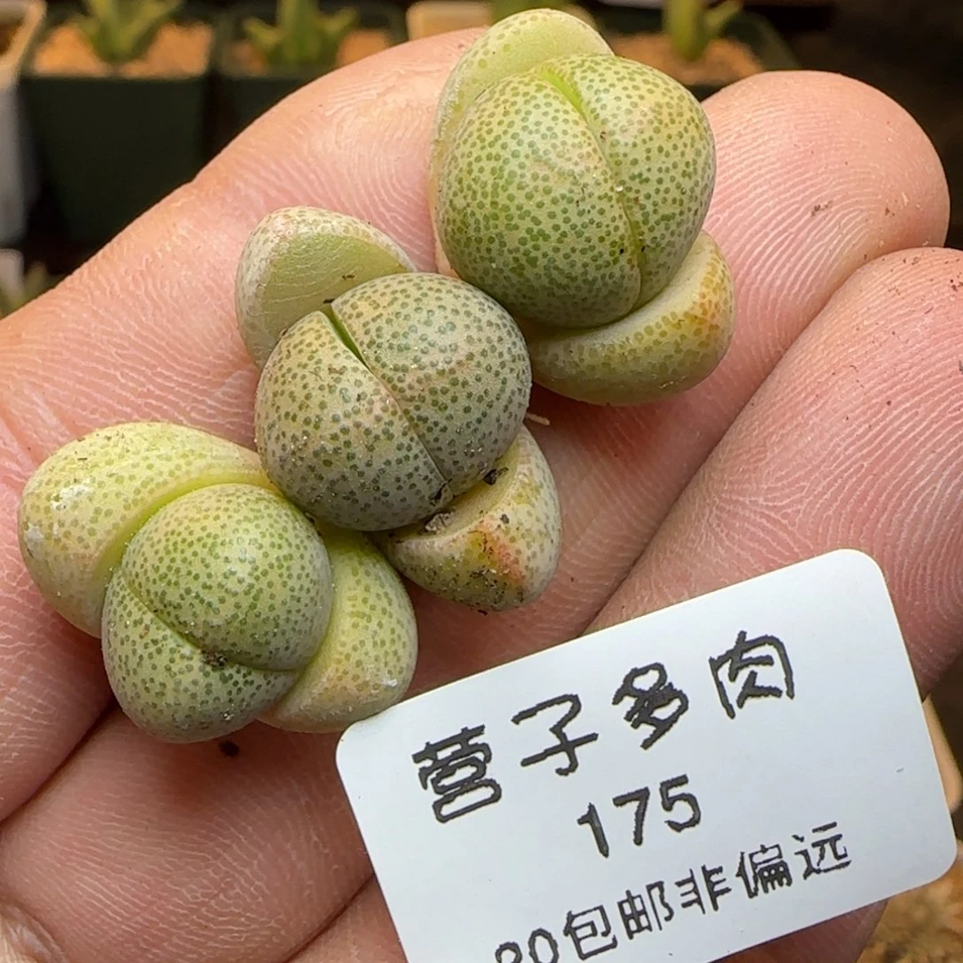 绿帝玉5元3颗。