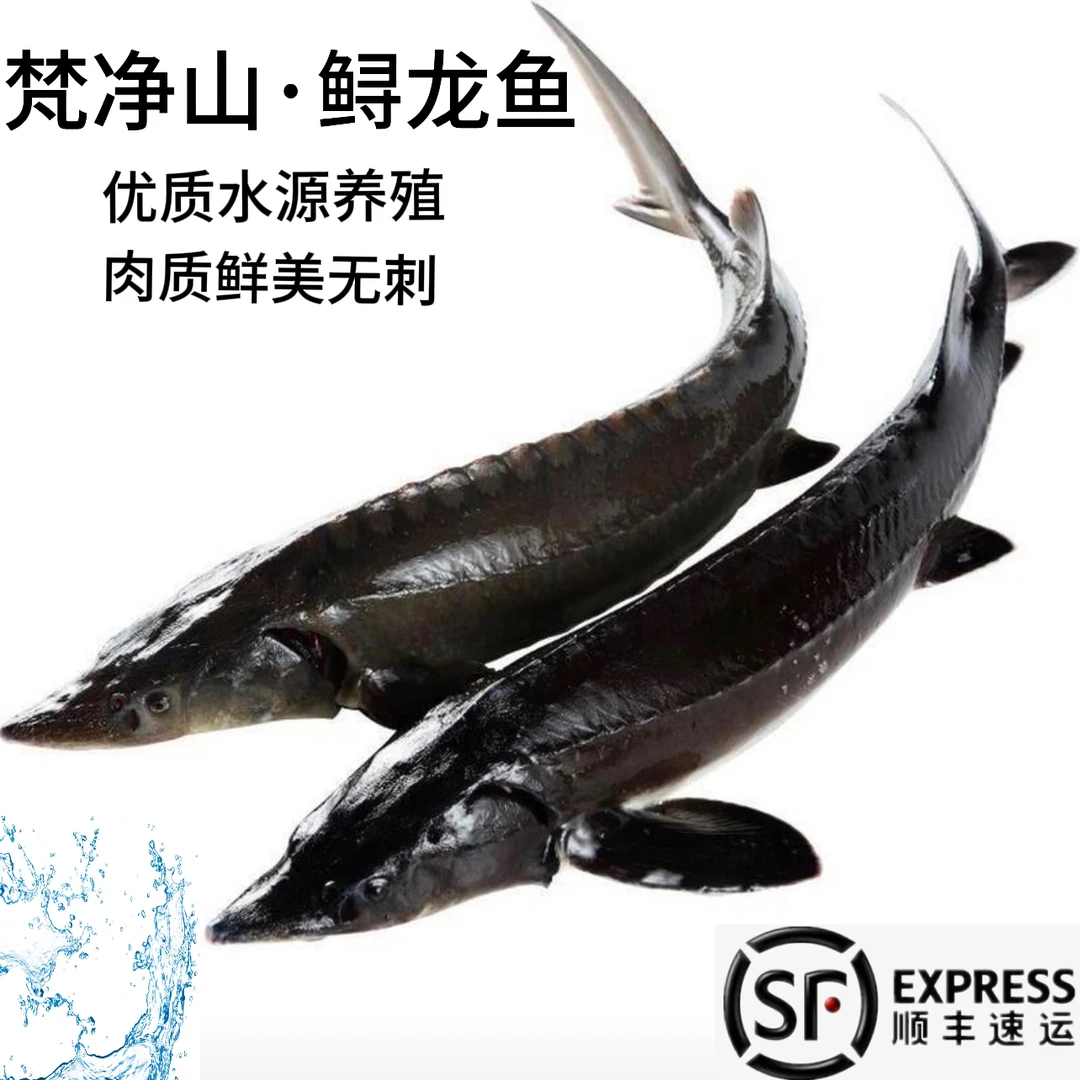 贵州梵净山鲟龙鱼优质低温淡水养殖鱼缸鱼塘可食用的大型冷水鱼