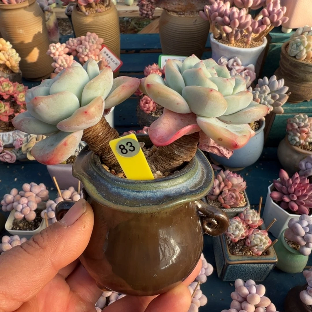 83号泡芙老桩无砍大粗腿