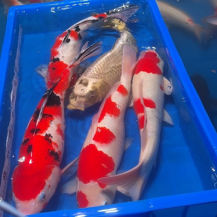 开***心锦鲤锦鲤观赏鱼5条