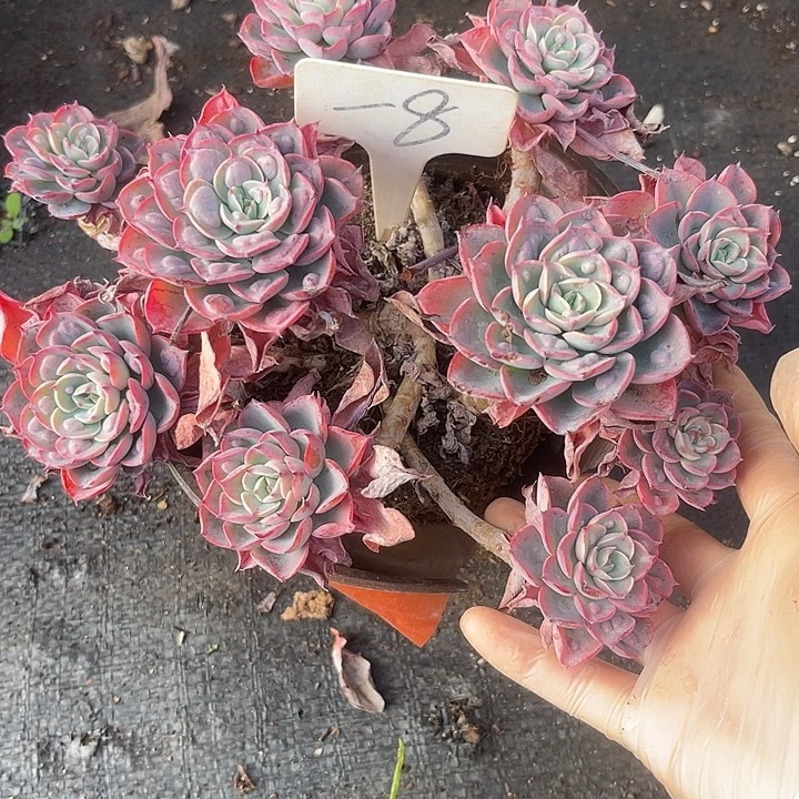 两单包邮，不售后，散8雨滴