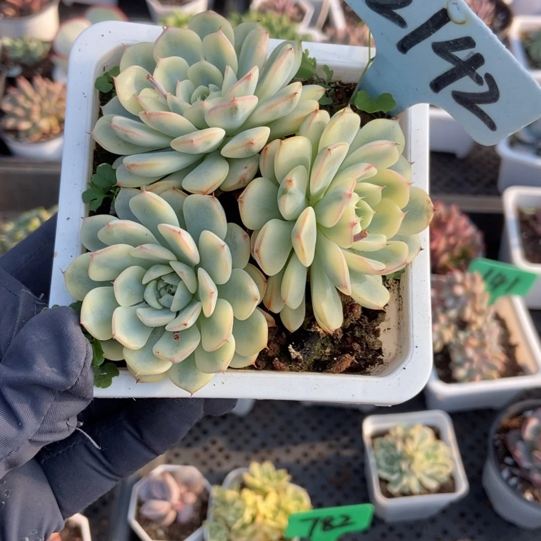 2142忌廉锦多肉植物保护