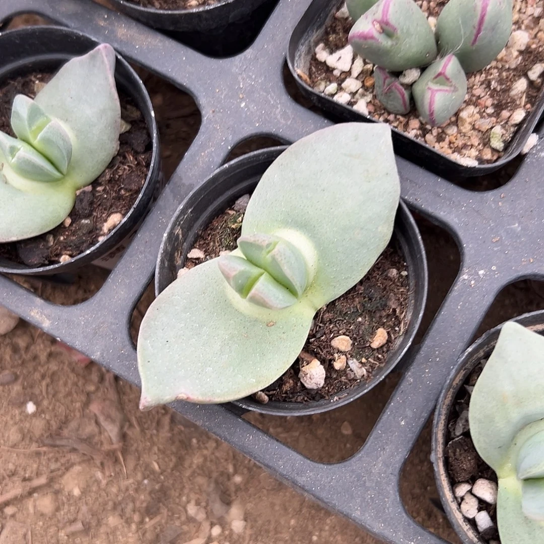 多肉植物翔凤单头