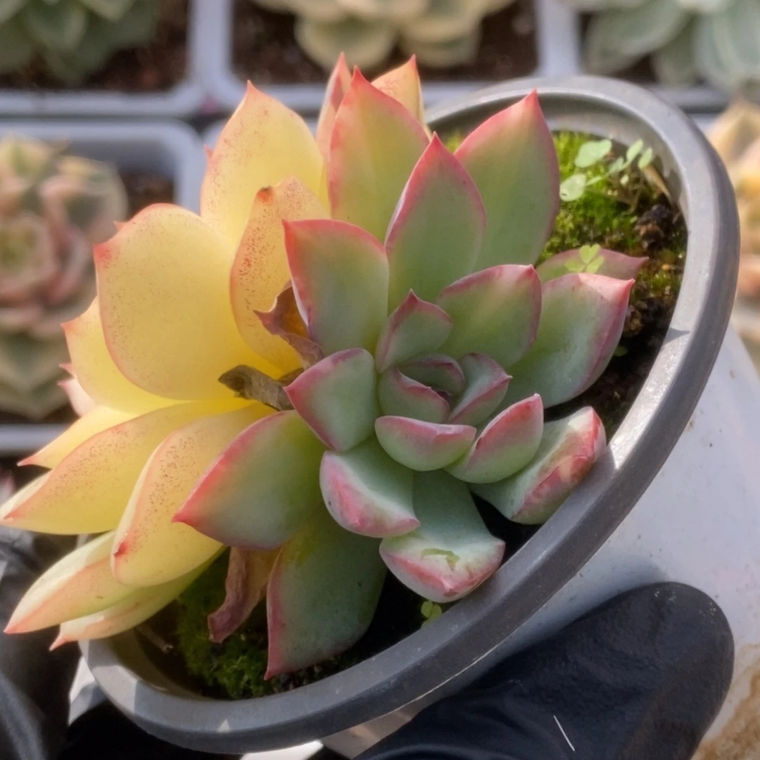 017雨燕座锦锦锦锦锦锦锦