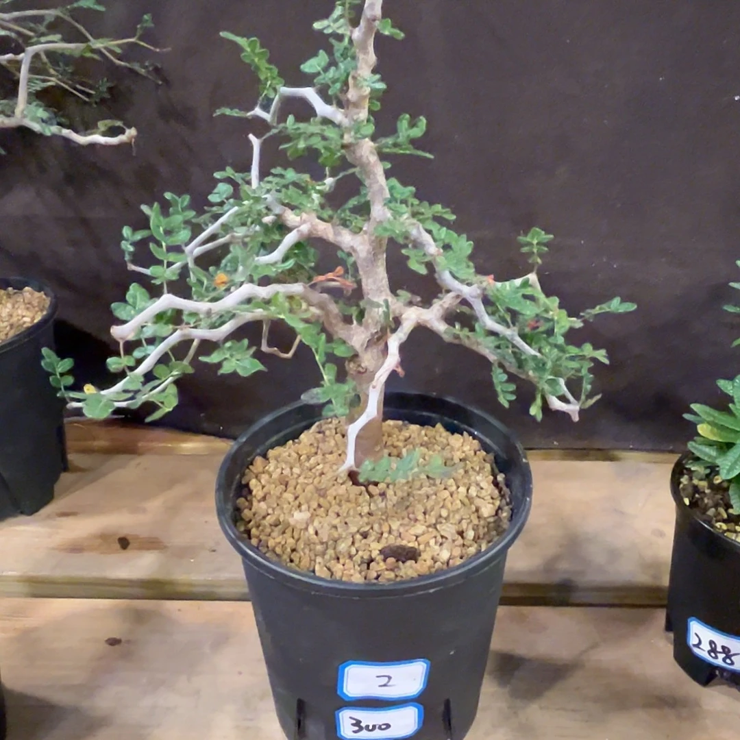 汤圆植物滔天橄榄实生