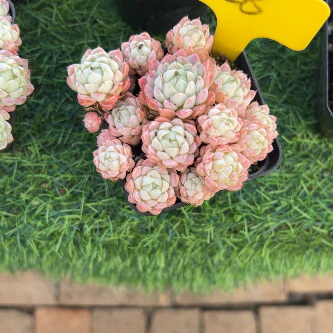 小红衣多肉植物群生