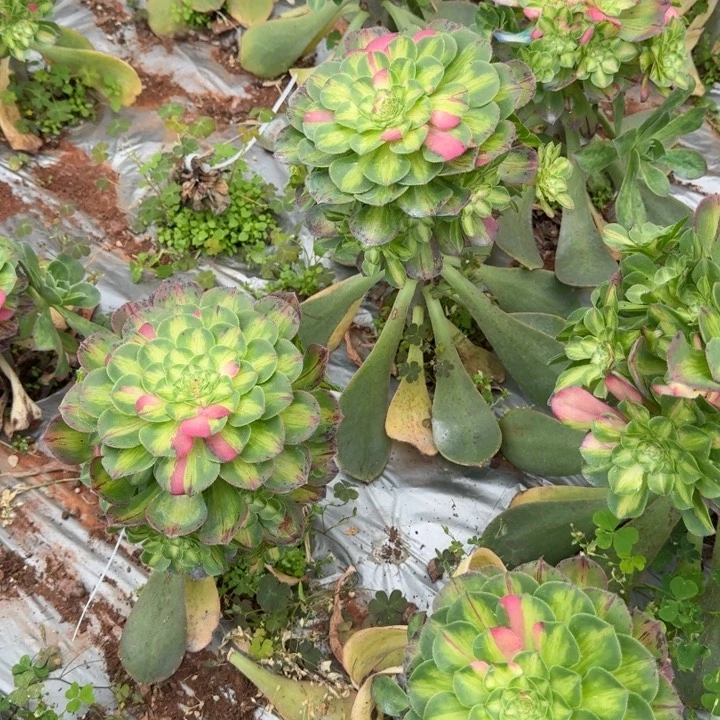 知否嫁接群生二号棚