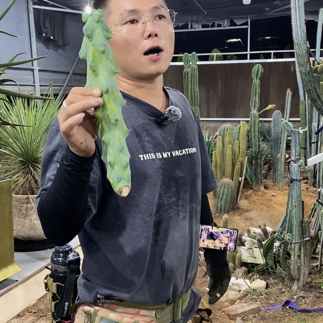 20-30公分现砍福禄寿侧枝量拍