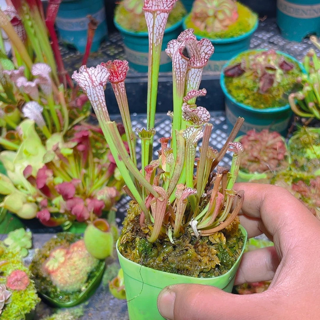 完全开放小白瓶瓶子草