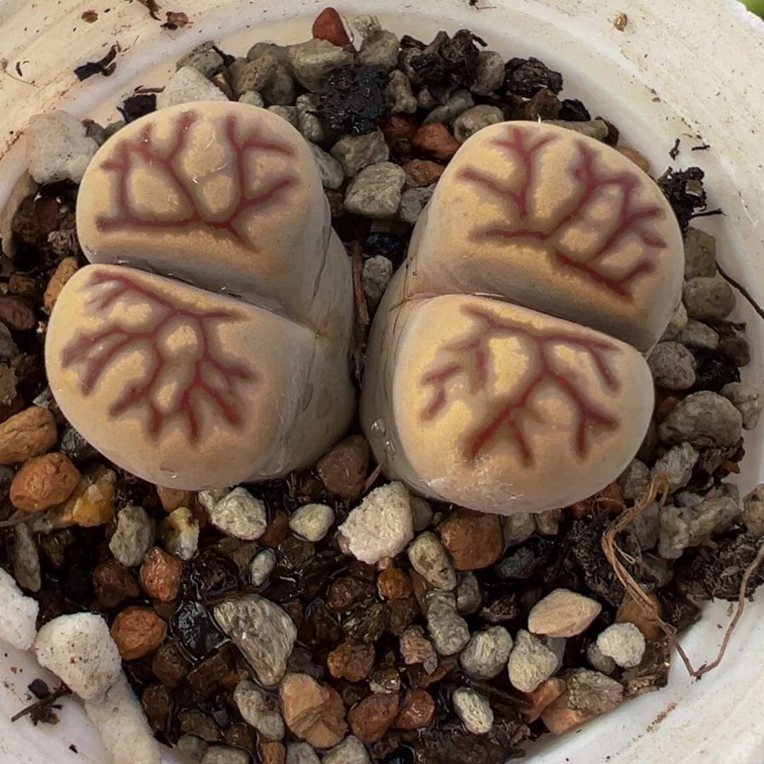 027多肉植物种类多样