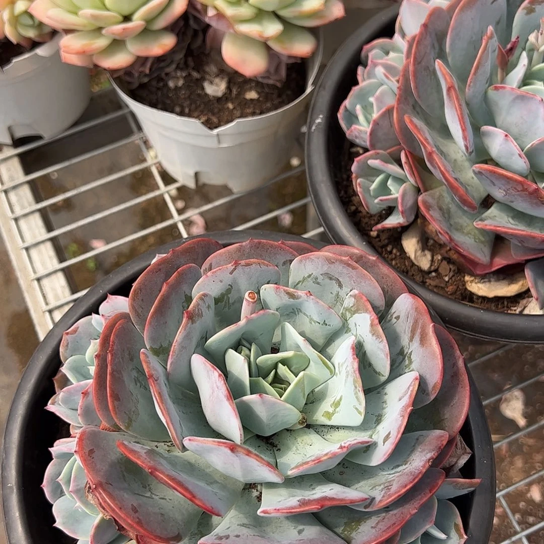 红粉台格大单头带多仔整桩整桩整群